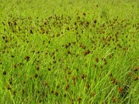 Carex crawfordii 3, IJle hazenzegge, Saxifraga-Rutger Barendse