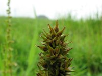 Carex cuprina, False Fox Sedge