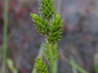 Carex curta 1, Zompzegge, Saxifraga-Rutger Barendse