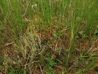 Carex curta 10, Zompzegge, Saxifraga-Hans Boll