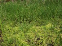 Carex curta 12, Zompzegge, Saxifraga-Hans Boll