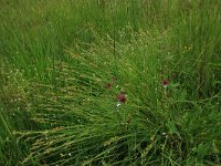 Carex curta 19, Zompzegge, Saxifraga-Hans Boll