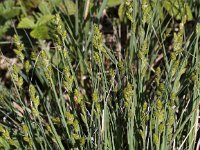 Carex curta 2, Zompzegge, Saxifraga-Peter Meininger