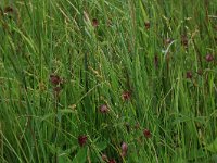 Carex curta 20, Zompzegge, Saxifraga-Hans Boll