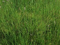 Carex curta 21, Zompzegge, Saxifraga-Hans Boll
