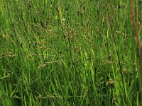 Carex curta 23, Zompzegge, Saxifraga-Hans Boll