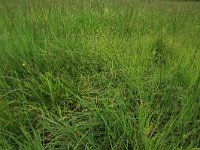 Carex curta 24, Zompzegge, Saxifraga-Hans Boll