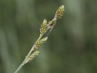 Carex curta 3, Zompzegge, Saxifraga-Peter Meininger