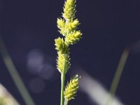 Carex curta 4, Zompzegge, Saxifraga-Peter Meininger