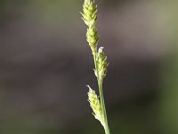 Carex curta 5, Zompzegge, Saxifraga-Peter Meininger