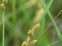 Carex curta 6, Zompzegge, Saxifraga-Rutger Barendse
