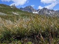 Carex curvula 1, Saxifraga-Simone van Velzen