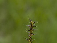 Carex davalliana, Davall's Sedge