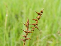 Carex davalliana 10, Veenzegge, Saxifraga-Rutger Barendse