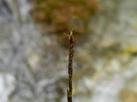 Carex davalliana 11, Veenzegge, Saxifraga-Rutger Barendse
