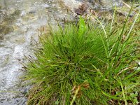 Carex davalliana 12, Veenzegge, Saxifraga-Rutger Barendse