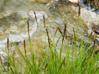 Carex davalliana 13, Veenzegge, Saxifraga-Rutger Barendse