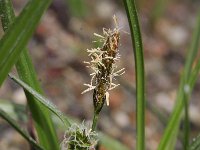 Carex demissa 2, Geelgroene zegge, Saxifraga-Rutger Barendse