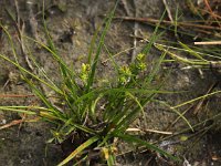 Carex demissa 3, Geelgroene zegge, Saxifraga-Peter Meininger