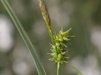 Carex demissa 4, Geelgroene zegge, Saxifraga-Peter Meininger