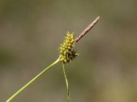 Carex demissa 7, Geelgroene zegge, Saxifraga-Peter Meininger