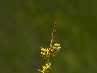 Carex demissa 8, Geelgroene zegge, Saxifraga-Jan van der Straaten