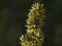 Carex diandra, Lesser Tussock-sedge
