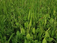 Carex diandra 2, Ronde zegge, Saxifraga-Hans Boll
