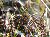 Carex digitata 2, Vingerzegge, Saxifraga-Jasenka Topic