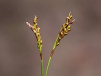 Carex digitata 3, Vingerzegge, Saxifraga-Peter Meininger