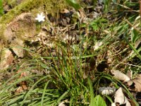 Carex digitata 4, Vingerzegge, Saxifraga-Rutger Barendse