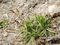 Carex digitata 6, Vingerzegge, Saxifraga-Rutger Barendse