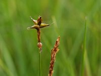 Carex dioica 1, Tweehuizige zegge, Saxifraga-Hans Dekker