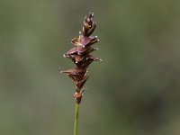 Carex dioica 2, Tweehuizige zegge, Saxifraga-Peter Meininger