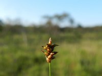 Carex dioica 4, Tweehuizige zegge, Saxifraga-Rutger Barendse