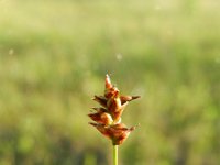Carex dioica 5, Tweehuizige zegge, Saxifraga-Rutger Barendse