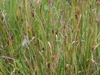 Carex distans 10, Zilte zegge, Saxifraga-Rutger Barendse