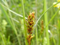 Carex distans 11, Zilte zegge, Saxifraga-Rutger Barendse