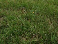 Carex distans 14, Zilte zegge, Saxifraga-Hans Boll
