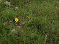 Carex distans 15, Zilte zegge, Saxifraga-Hans Boll