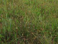 Carex distans 16, Zilte zegge, Saxifraga-Hans Boll
