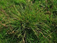 Carex distans 17, Zilte zegge, Saxifraga-Hans Boll