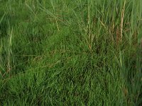 Carex distans 19, Zilte zegge, Saxifraga-Hans Boll