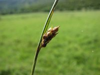 Carex distans 2, Zilte zegge, Saxifraga-Jasenka Topic