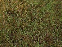 Carex distans 21, Zilte zegge, Saxifraga-Hans Boll