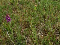 Carex distans 22, Zilte zegge, Saxifraga-Hans Boll
