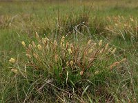 Carex distans 24, Zilte zegge, Saxifraga-Hans Boll