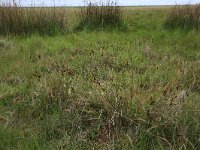Carex distans 26, Zilte zegge, Saxifraga-Hans Boll