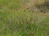 Carex distans 29, Zilte zegge, Saxifraga-Hans Boll