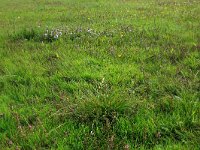 Carex distans 30, Zilte zegge, Saxifraga-Hans Boll
